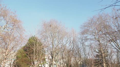 winter trees in a city park