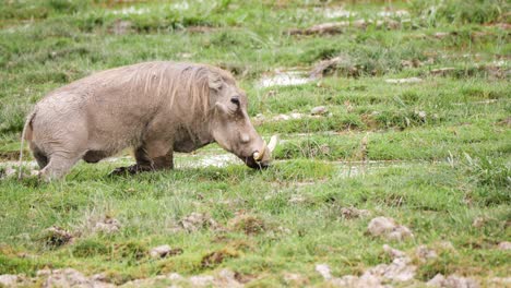 warthog doing what it does the best , feeding near the mara river