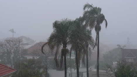 palm trees in bad weather being battered by tropical storm