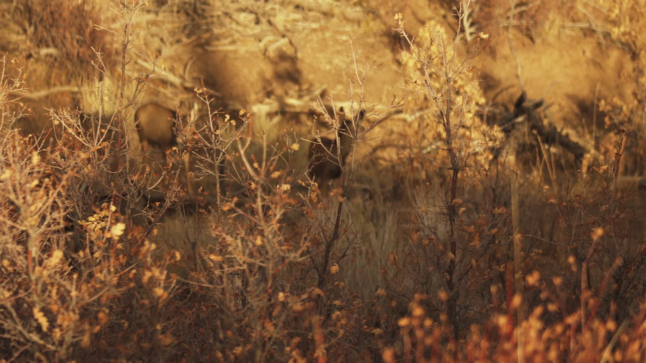 toma amplia de un grupo de ciervos mientras trotan lejos de los cazadores