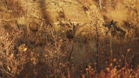 Wide-shot-of-a-group-of-deer-as-they-trot-away-from-hunters