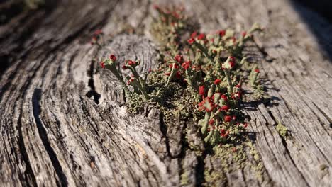 extreme nahaufnahme von flechten, die auf einer alten holzplatte wachsen