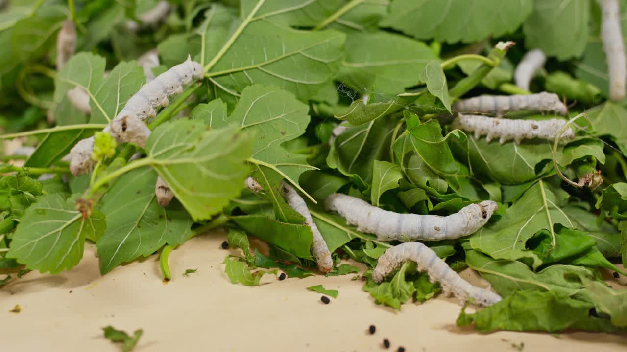 Close-up view of silkworms