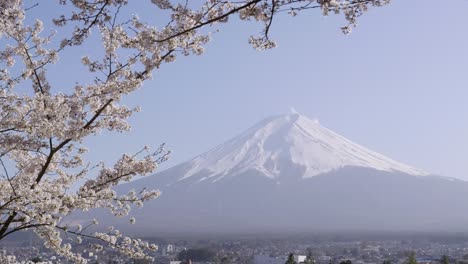 mount fuji in spring with beautiful sakura cherry blossoms