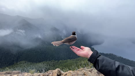 a curious but wild canada jay lands on a man's hand begging for food and attention - isolated close up