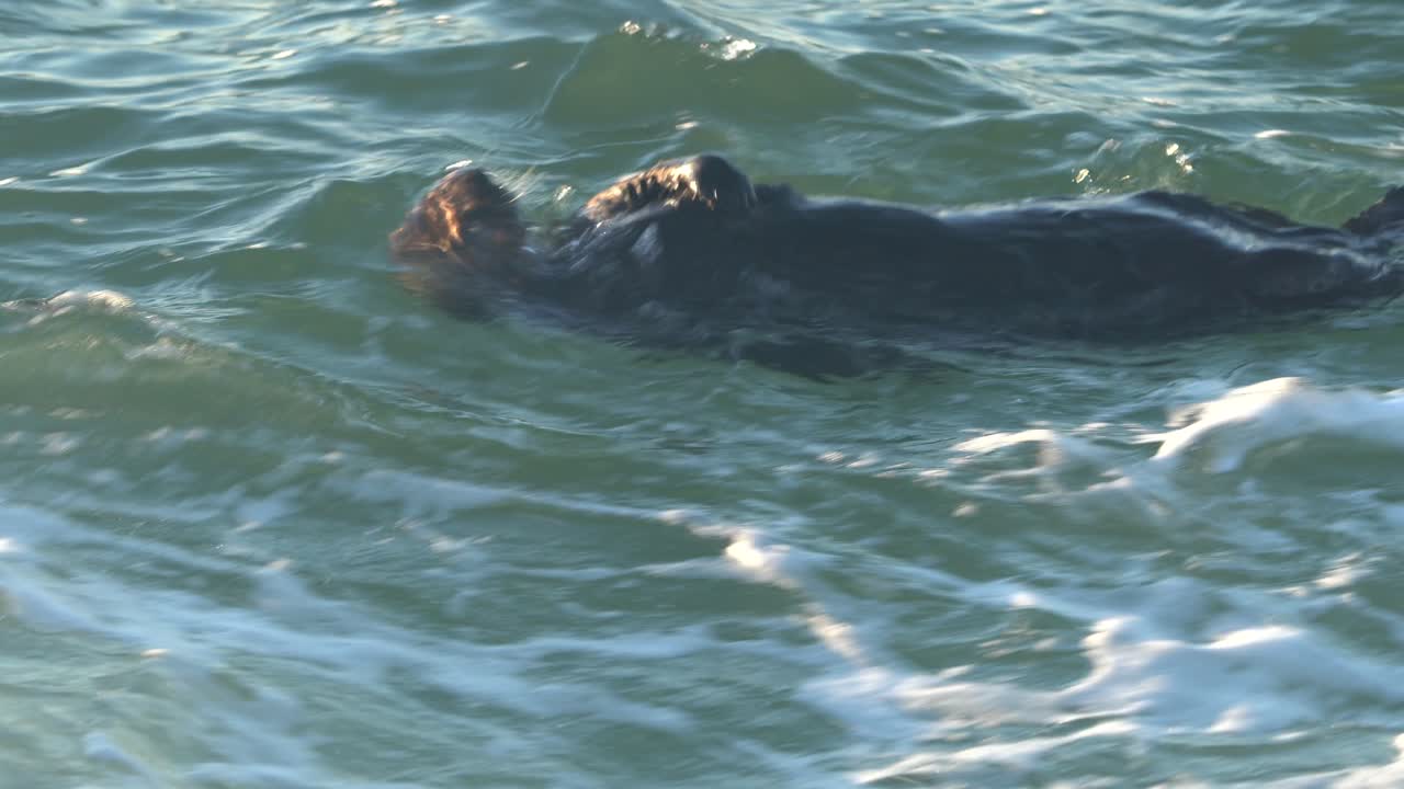 Sea otter in 4K