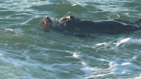 nutria marina en 4k
