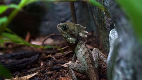 Boyd's-forest-dragon,-lophosaurus-boydii-perched-on-ground,-native-to-tropical-rainforest-environment-in-region-of-northern-Queensland,-Australia,-close-up-shot