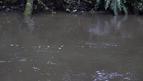 Trüber-Flussstrom,-Der-Mit-Flussufer-Fließt