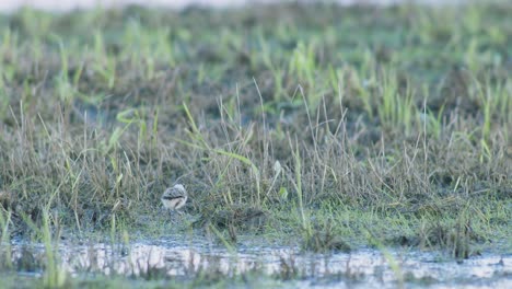 juvenile lapwing chick walking and hiding in grass