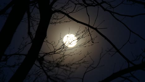 focusing the moon of mood over the branches at night