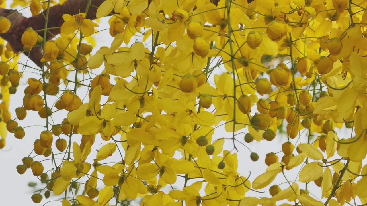 柔らかな空を背景に、アマルタス（ゴールデンシャワーツリー）の鮮やかな黄色の花と蕾が密に房状に垂れ下がり、繊細な花びらが活気ある夏の情景を彩るクローズアップ。