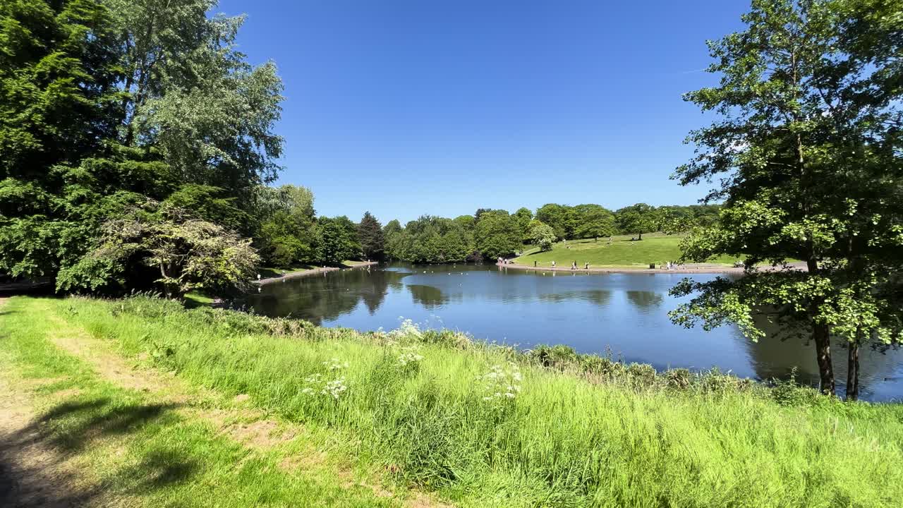 Tranquil Lush Green Park Pond View