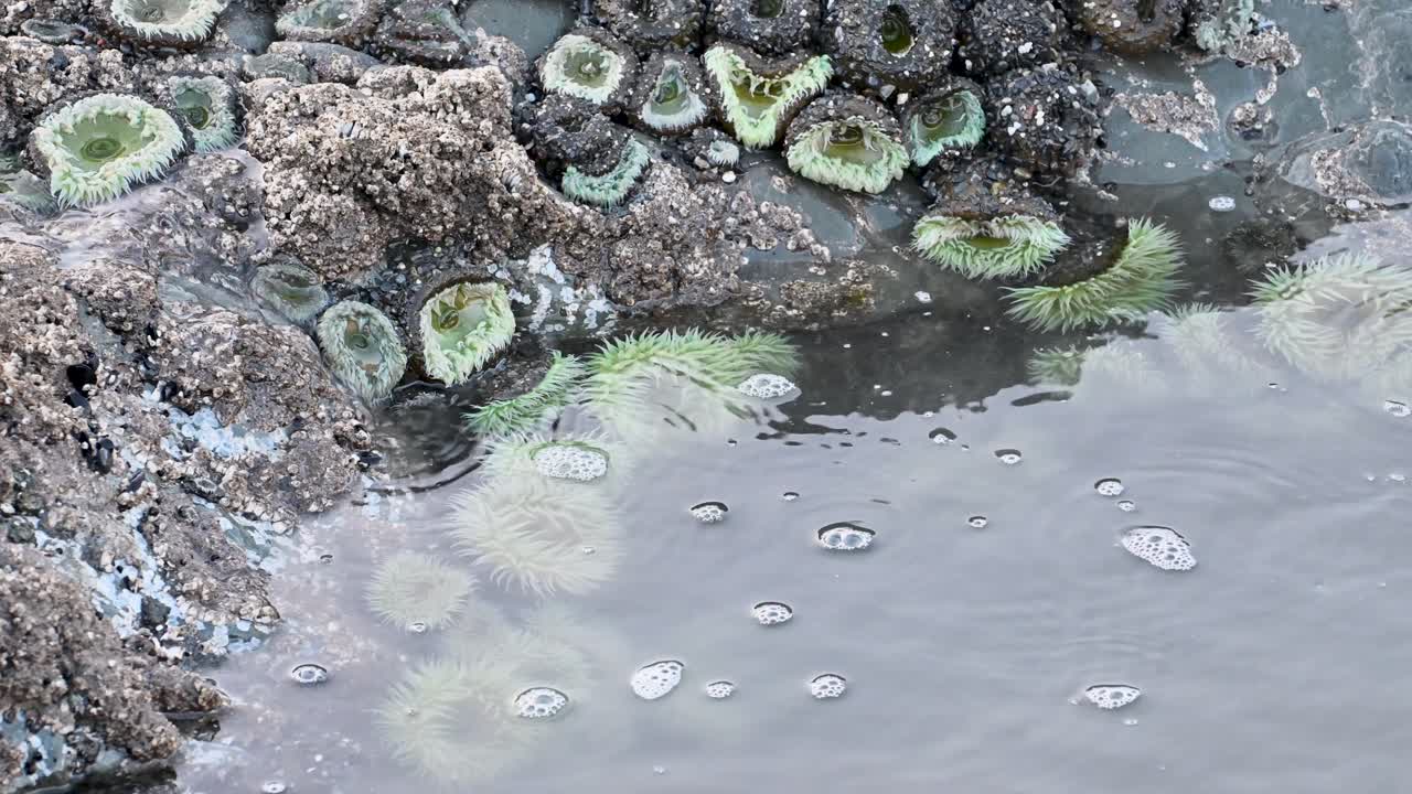 Drone shot hovering over tide pools with vibrant green sea anemones, barnacle-covered rocks, and foamy ocean water