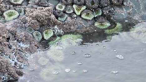 drone shot hovering over tide pools with vibrant green sea anemones, barnacle-covered rocks, and foamy ocean water
