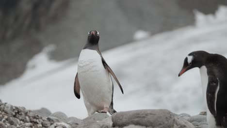 clumsy penguin walks towards colony with stunning background