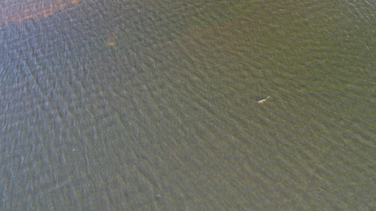 imágenes aéreas de un gran tiburón nadando en aguas poco profundas de st