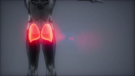 gluteus-maximus---leg-muscles-anatomy-animation