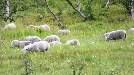 group of wild sheeps grazing between high grassland field outdoor on hill