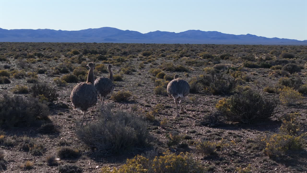 Three rheas walking on the steppes of Patagonian Argentina, Andean wildlife