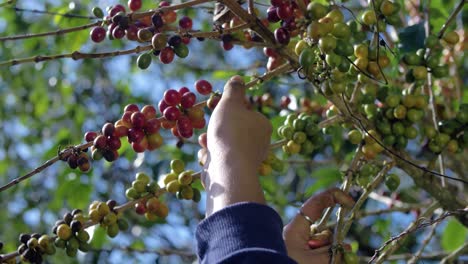 a farmer picks away ripe beans from a coffee tree in a plantation in el salvador