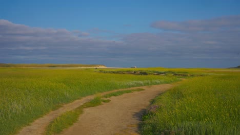 lonely road walking path in a green land field with cloudy sky during a warm afternoon