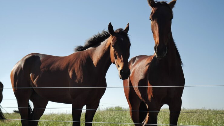 3 pferde im paddock hinter einem zaun