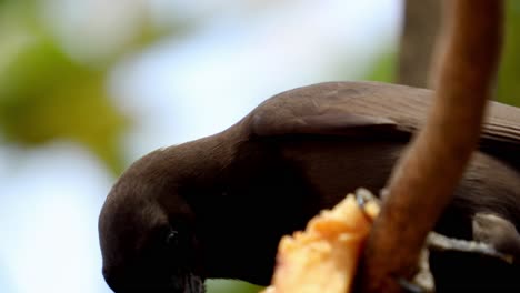 Nahaufnahme-Einer-Chopi-Amsel,-Die-Füttert,-Während-Sie-In-Den-Baumwipfeln-Thront