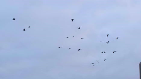 pájaros de invierno volando en kiev, ucrania
