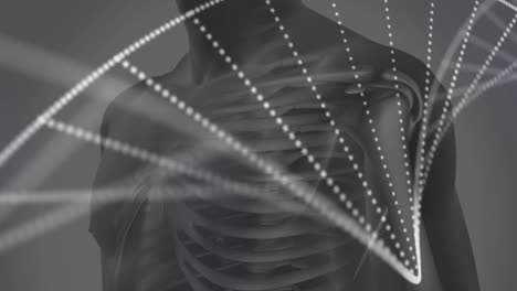 animación digital de la estructura del adn girando contra el modelo humano en fondo gris