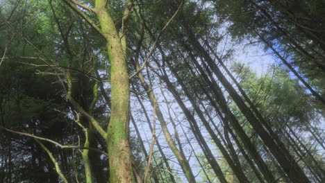 english woodland trees in autumn with dutch angle tilt