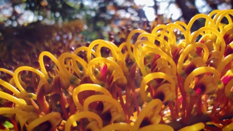 macro shot of a gravillea robustus flower