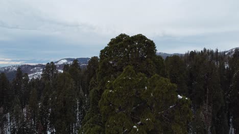 Riesenmammutbaum-Im-Sequoia-National-Park