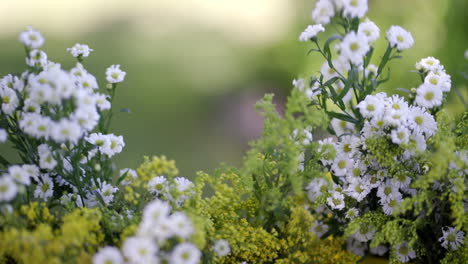 Kamillenblüten-Wehen-Im-Wind