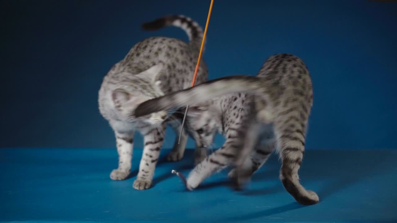 Due gatti Egyptian Mau che giocano e si leccano.