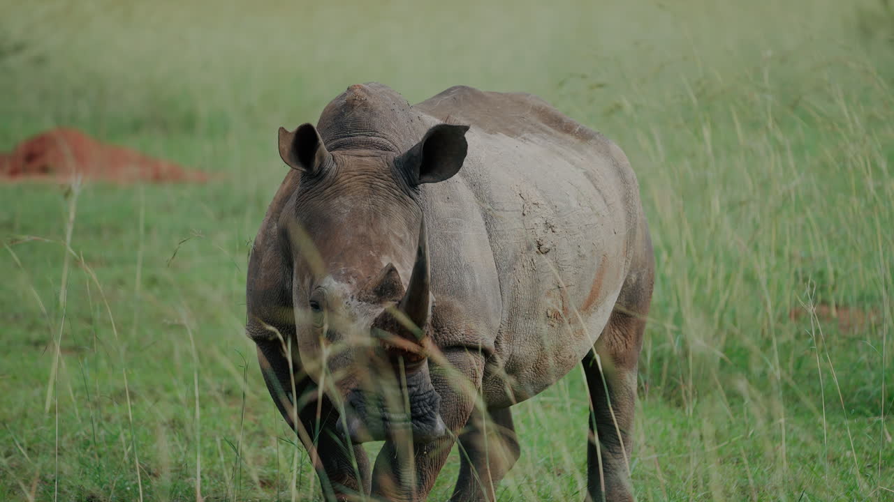 White Rhinoceros in African Grassland