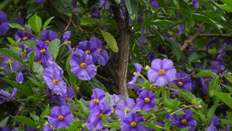 beautiful violet and deep purple flowers with emerald green leaves and raindrops during a rainy day