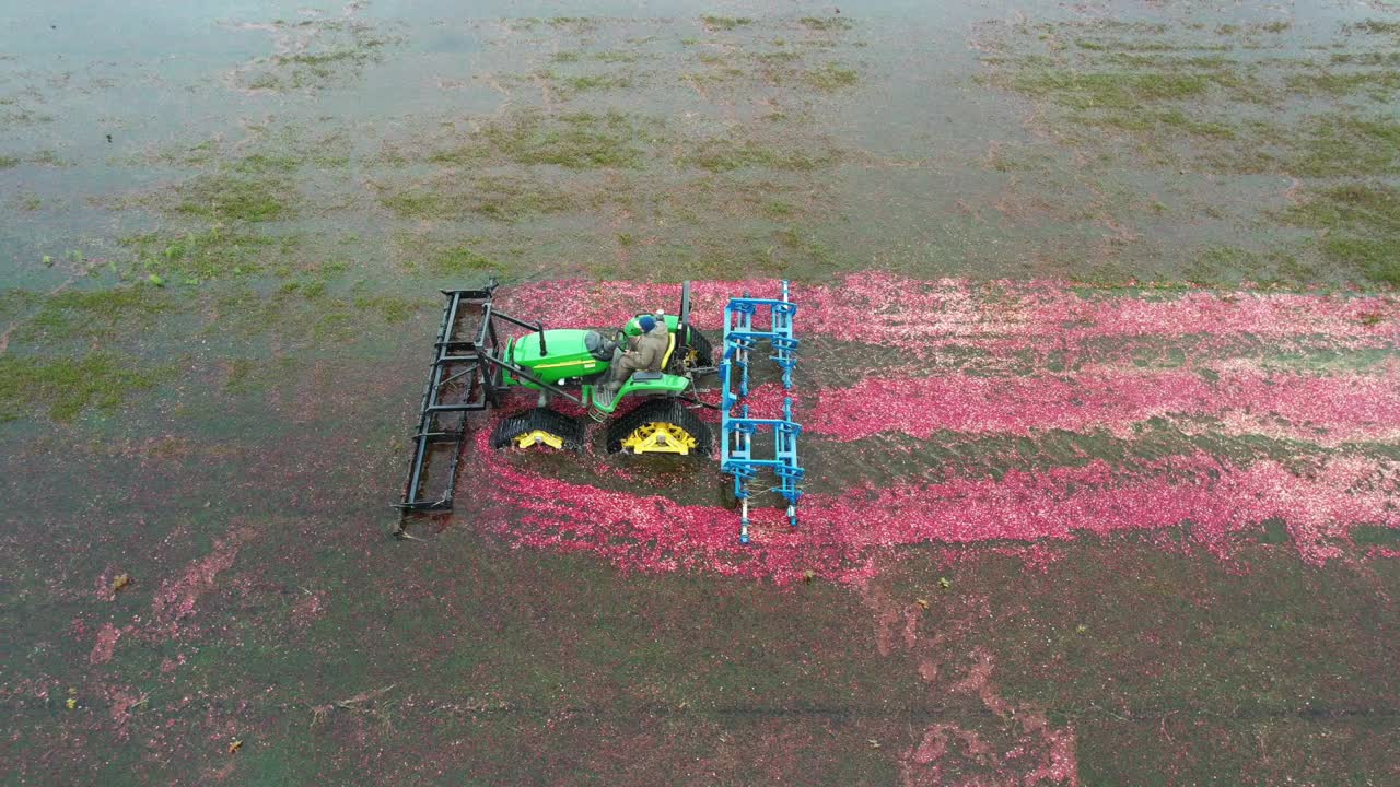 A harrow tractor slowly works its way through a cranberry bog gently knocking cranberries off their vine allowing their buoyancy to float them to the water's surface