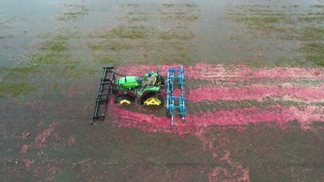 Un-Tractor-Rastrillo-Se-Abre-Camino-Lentamente-A-Través-De-Un-Pantano-De-Arándanos,-Derribando-Suavemente-Los-Arándanos-De-Su-Enredadera,-Permitiendo-Que-Su-Flotabilidad-Los-Haga-Flotar-Hasta-La-Superficie-Del-Agua