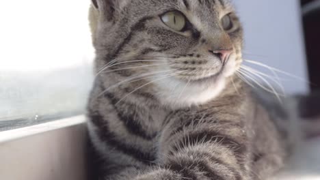 un joven gato atigrado a rayas en la ventana mira los alrededores en plano medio.