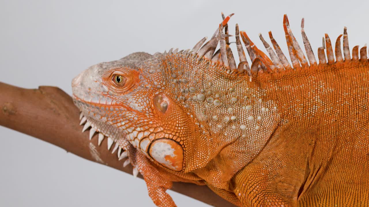 Macrofotografía de perfil de una iguana naranja posada en una rama sobre un fondo blanco