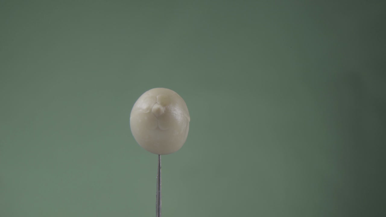 크로마 키를 위해 녹색 화면에 루프와 함께 땅콩 회전