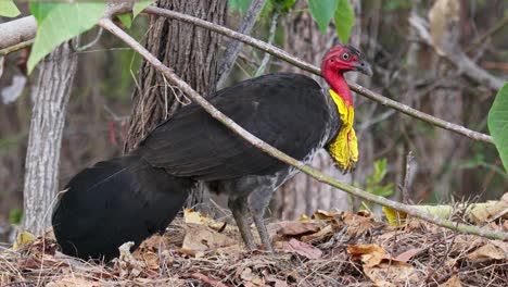 male australian brush turkey stands on brush mound for breeding in forest