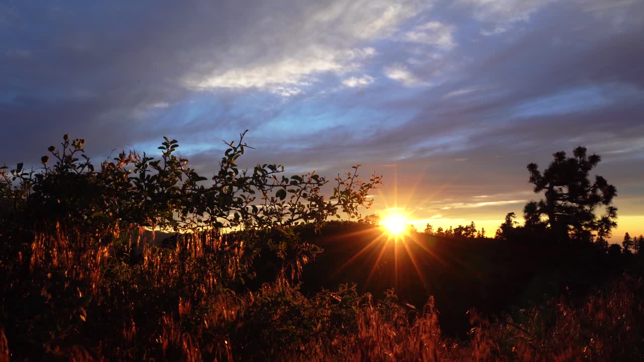 Sun is setting in the background while the golden hour hits the grassy leaves in the foreground