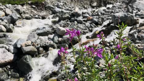 purple flowers by a mountain stream