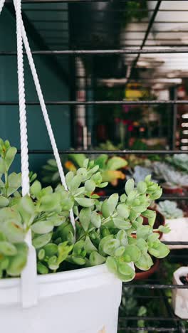 hanging succulent plant