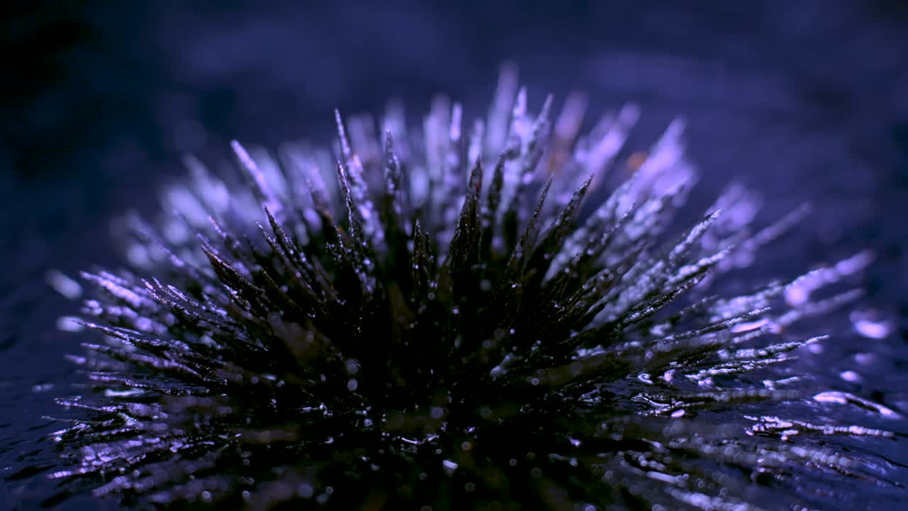 4k 페로 필링 영상