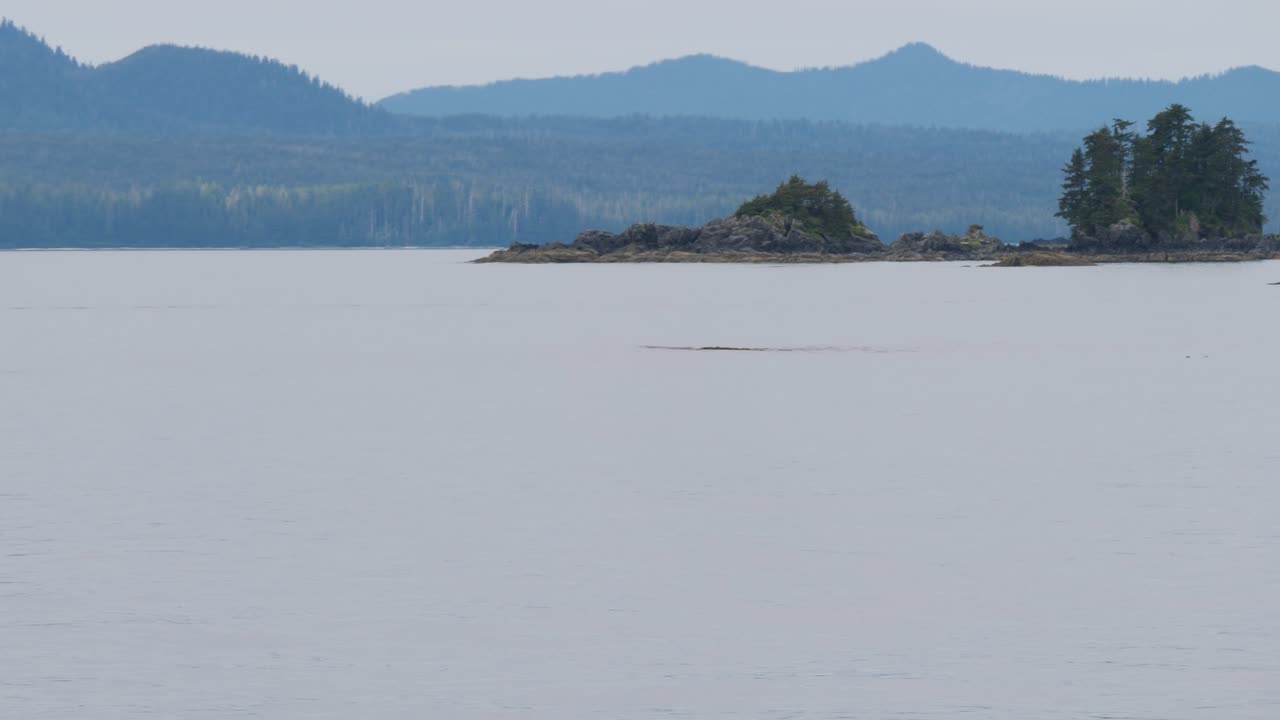 Whale Watching excursion in Sitka, Alaska. Humpback whale swimming close to the islands.