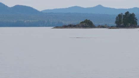 whale watching excursion in sitka, alaska. humpback whale swimming close to the islands.