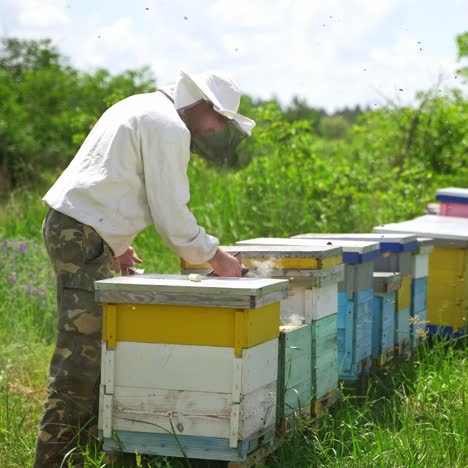 beekeeper works in apiary